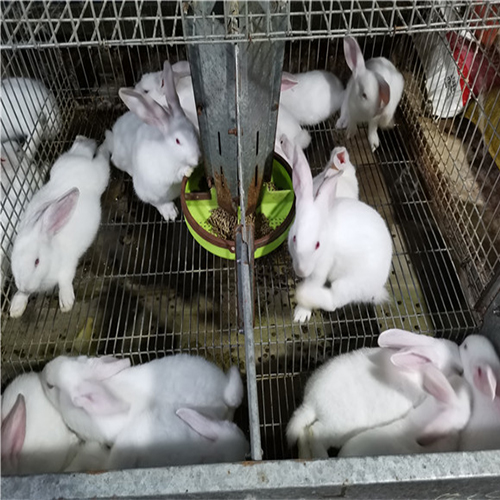 德宏兔苗批发