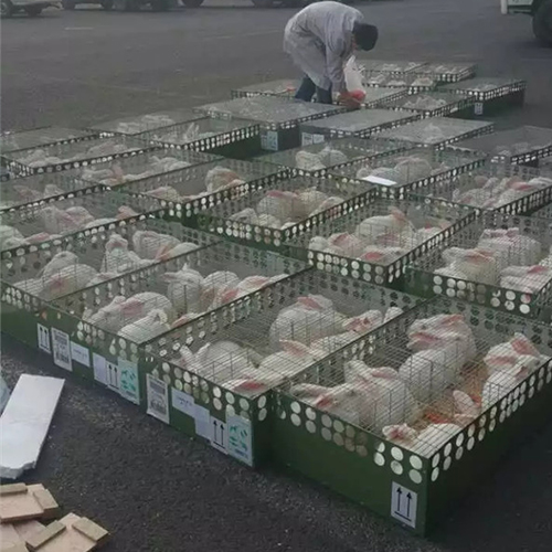 浙江肉兔育种