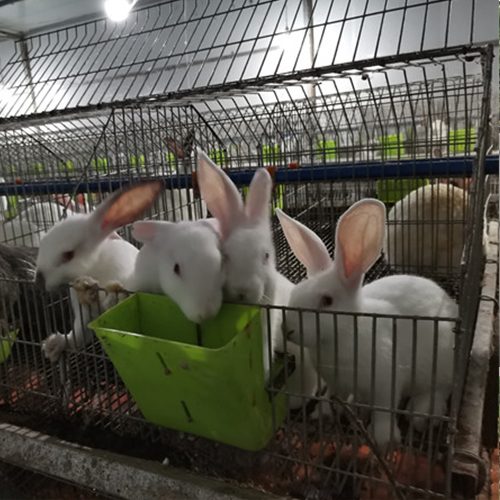 深圳兔子养殖