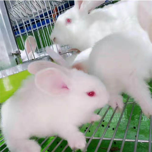 深圳肉兔养殖